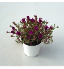 UÑA DE GATO MACETA13CM FLOR TODO EL AÑO