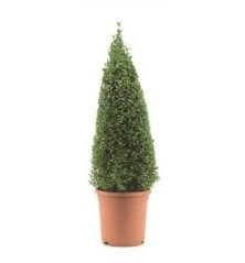 BOJ PIRAMIDAL 70CM ALTO Y MACETA 26CM