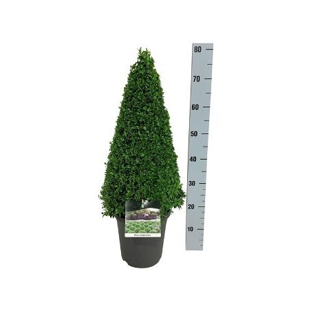 BOJ PIRAMIDAL ALTURA 60/70CM MACETA DE 23CM