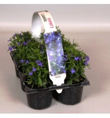 LOBELIA ERINUS PACK DE 6UDS