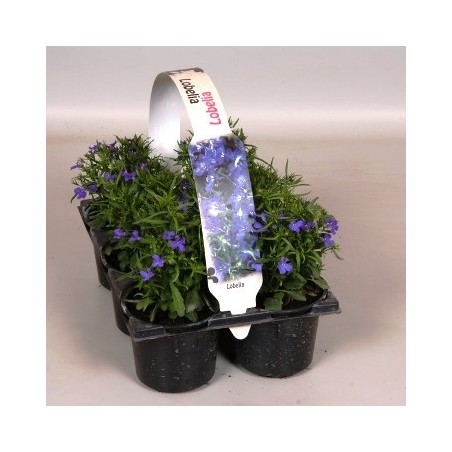 LOBELIA ERINUS PACK DE 6UDS