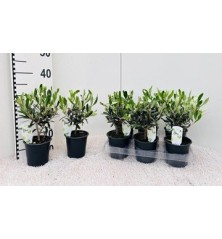 OLIVO PREBONSAI COPA MACETA12CM