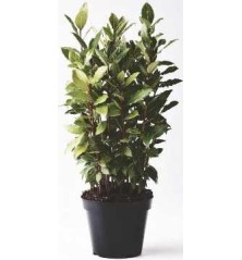 LAUREL CULINARIO ALTURA DE 30/40CM Y MACETA 14CM