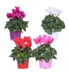 CYCLAMEN ALLURE MIX MACETA 12CM