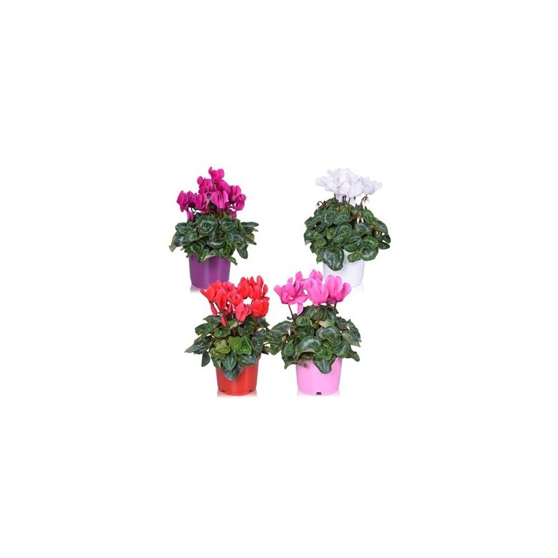 CYCLAMEN ALLURE MIX MACETA 12CM