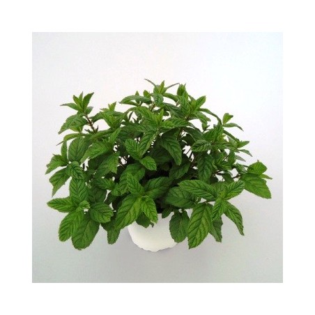 HIERBABUENA MACETA 11CM