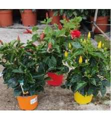 HIBISCUS COLECCION MACETA19CM COLORES VARIADOS