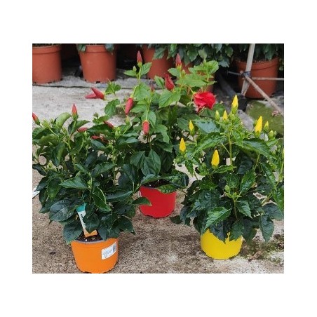 HIBISCUS COLECCION MACETA19CM COLORES VARIADOS