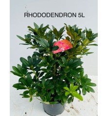 RODODENDRO HIBRIDO ALTO 40/60 Y MACETA 5L