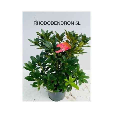 RODODENDRO HIBRIDO ALTO 40/60 Y MACETA 5L