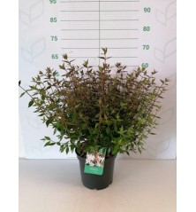 ABELIA GRANDIFLORA POSTRATA ALTO 25/30CM C5L