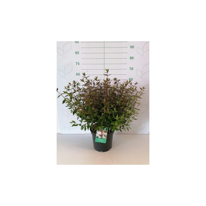 ABELIA GRANDIFLORA POSTRATA ALTO 25/30CM C5L