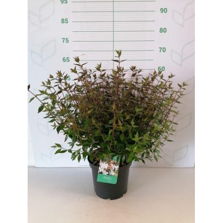 ABELIA GRANDIFLORA POSTRATA ALTO 25/30CM C5L