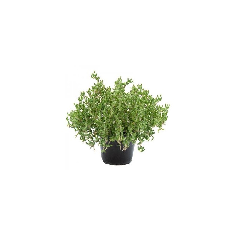 UÑA DE GATO PENDULIN M13