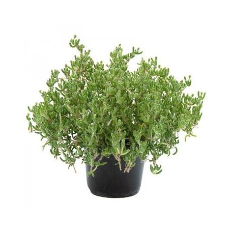 FUCHSIA (PENDIENTES DE LA REINA)M15