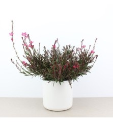 GAURA MACETA 1,6L