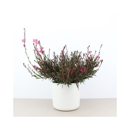 GAURA MACETA 1,6L