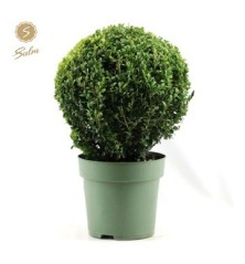 BOJ DE BOLA 32CM DIAMETRO Y MACETA DE 24CM