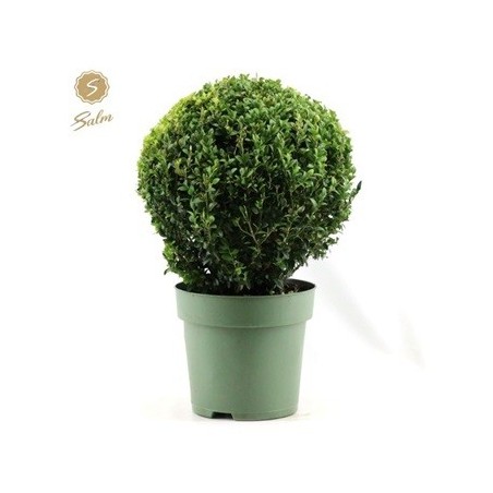 BOJ DE BOLA 32CM DIAMETRO Y MACETA DE 24CM