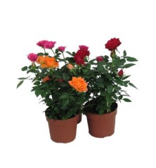 ROSAL KORDANA MIX COLOR MACETA 10,5CM