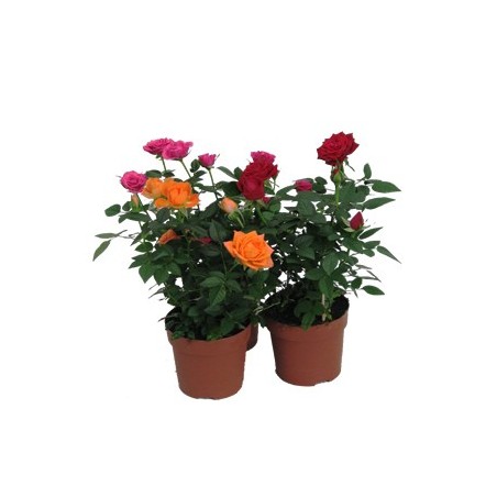 ROSAL KORDANA MIX COLOR MACETA 10,5CM