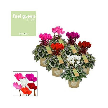 CYCLAMEN PICASSO MACETA 11CM