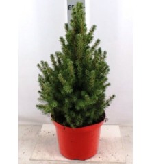 PICEA GLAUCA CONICA MACETA DE 27CM Y 70CM ALTO