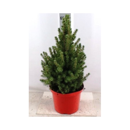 PICEA GLAUCA CONICA MACETA DE 27CM Y 70CM ALTO