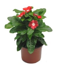 VINCA DE FLOR MACETA 12CM