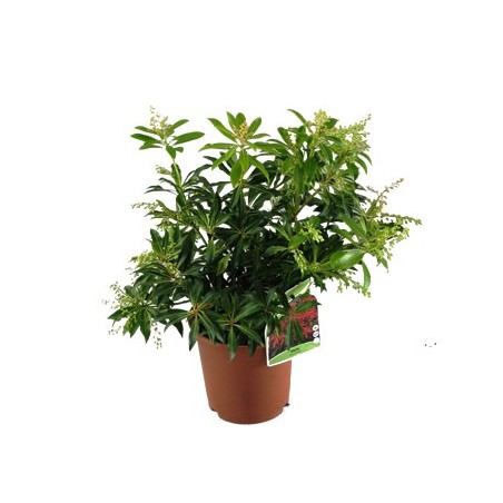 PIERIS JAPONICA ALTO 35/45CM Y MACETA 5L