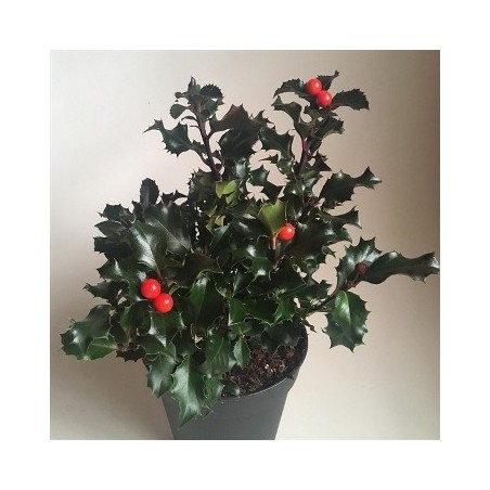 ACEBO AQUIF. ALASKA ALTO 25/35 Y MACETA 2,5L