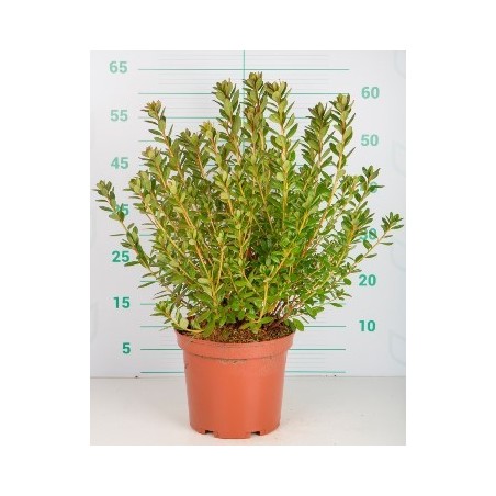 AZALEA JAPONICA ALTO 30/40CM Y MACETA 5L