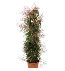 JAZMIN POLIANTA PIRAMIDE 70CM Y MACETA 17CM