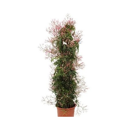 JAZMIN POLIANTA PIRAMIDE 70CM Y MACETA 17CM