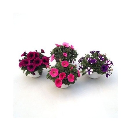 PETUNIA HIBRIDA MACETA 15CM VARIOS COLORES