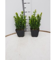 BOJ SEMPERVIRENS ALTO 30CM Y MACETA DE 13CM