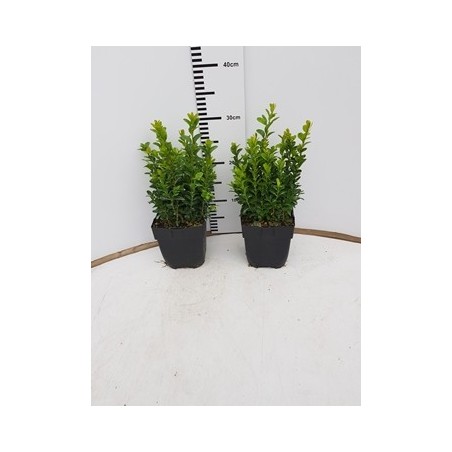 BOJ SEMPERVIRENS ALTO 30CM Y MACETA DE 13CM