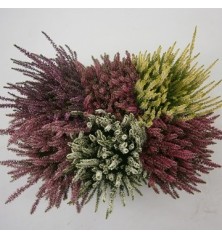 CALLUNA BEAUTY LADIES ALTURA 25CM Y MACETA 15CM