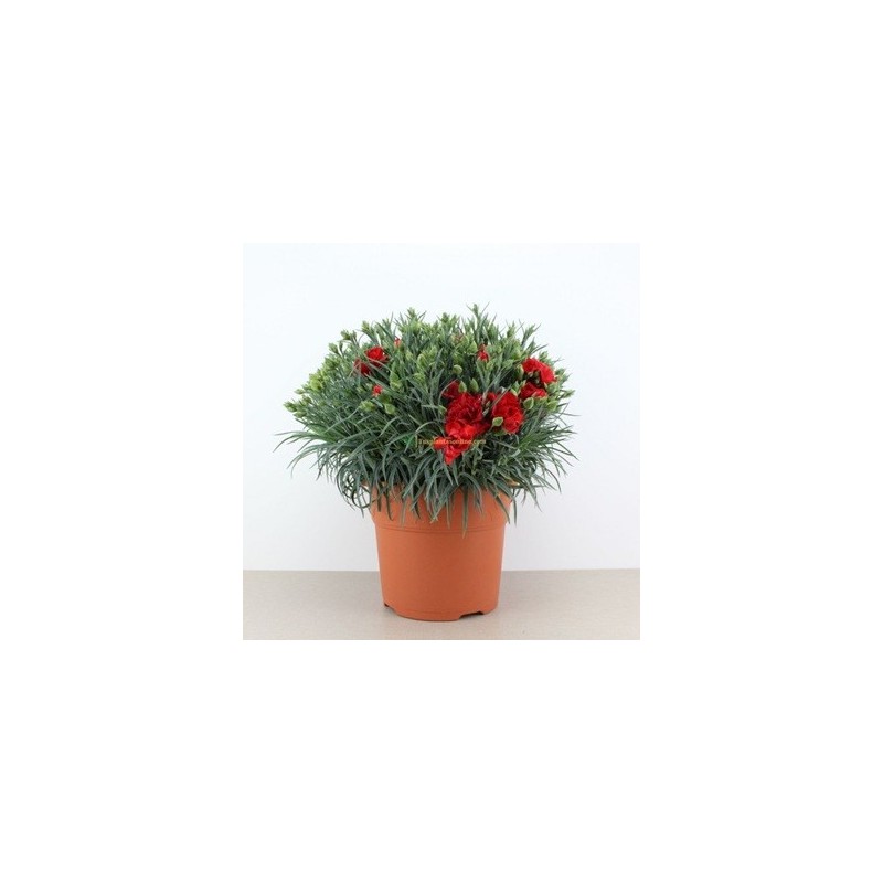 CLAVEL CARNELIA MACETA 5LT