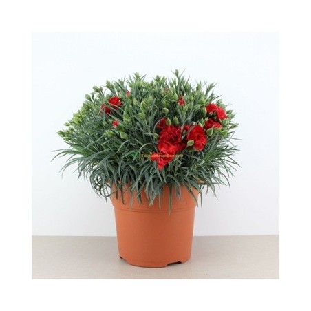 CLAVEL CARNELIA MACETA 5LT