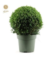 BOJ DE BOLA 40CM DIAMETRO MACETA DE 27CM