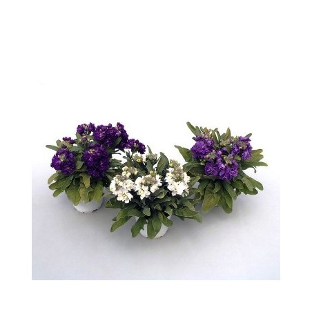 ALHELI FLOR DOBLE M11