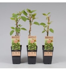 KIWI ATLAS MACHO MACETA 3L