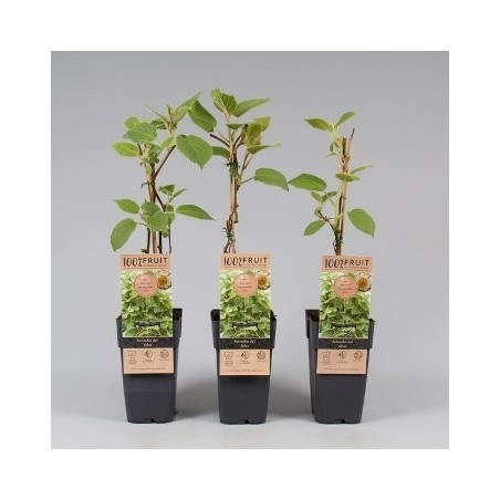 KIWI ATLAS MACHO MACETA 3L