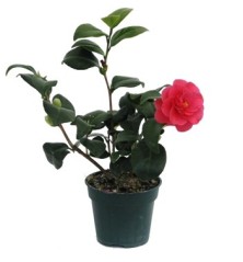 CAMELIA  ALTO 25/35CM Y MACETA 15CM