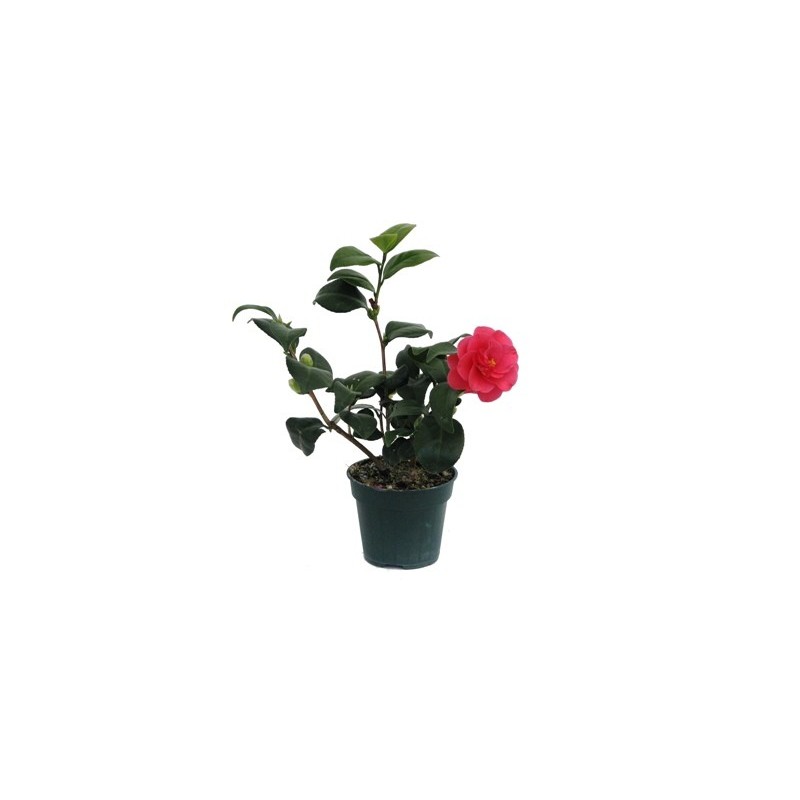 CAMELIA  ALTO 25/35CM Y MACETA 15CM