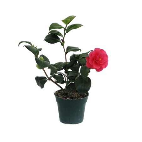 CAMELIA  ALTO 25/35CM Y MACETA 15CM