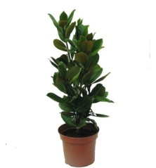 MAGNOLIA GR. LITTLE GEN ALTO 50/70CM Y MACETA 5L