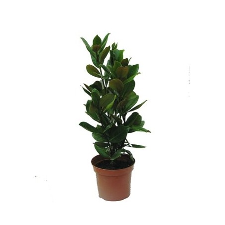 MAGNOLIA GR. LITTLE GEN ALTO 50/70CM Y MACETA 5L