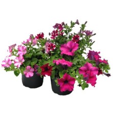 PETUNIA COLGANTE MACETA 14CM